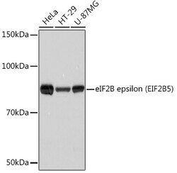 Invitrogen eIF2b epsilon Recombinant Rabbit Monoclonal Antibody (5M2D4)