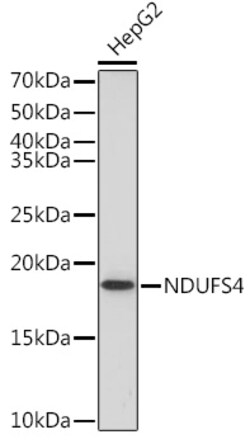 Invitrogen NDUFS4 Recombinant Rabbit Monoclonal Antibody (6T10F4) 100 &mu;L;