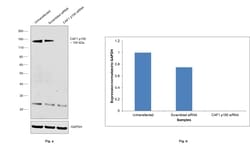 Invitrogen CAF1 p150 Recombinant Rabbit Monoclonal Antibody (1T1O5) 100