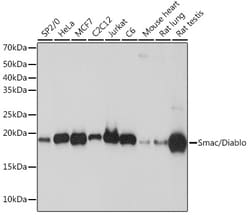 Invitrogen DIABLO Recombinant Rabbit Monoclonal Antibody (0W1K4) 100 &mu;L;