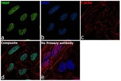 Invitrogen TRBP Recombinant Rabbit Monoclonal Antibody (9E6C9) 100 &mu;L;