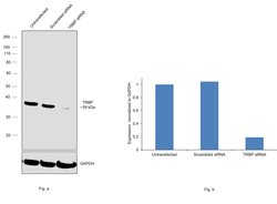 Invitrogen TRBP Recombinant Rabbit Monoclonal Antibody (9E6C9) 100 &mu;L;