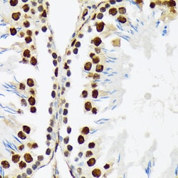 Invitrogen PTBP2 Recombinant Rabbit Monoclonal Antibody (10S9P6) 100 &mu;L;