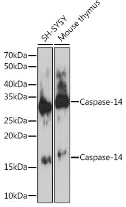Invitrogen Caspase 14 Recombinant Rabbit Monoclonal Antibody (6E2C1) 100