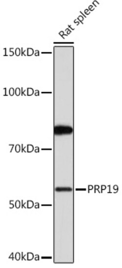 Invitrogen PRP19 Recombinant Rabbit Monoclonal Antibody (4M3Z1) 100 &mu;L | Buy Online | Invitrogen&trade; | Fisher Scientific