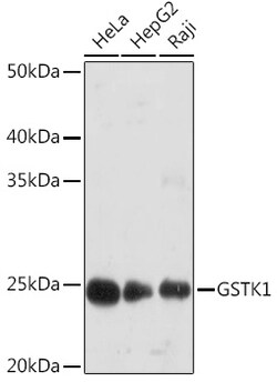 Invitrogen GSTK1 Recombinant Rabbit Monoclonal Antibody (7J5B3) 100 &mu;L;
