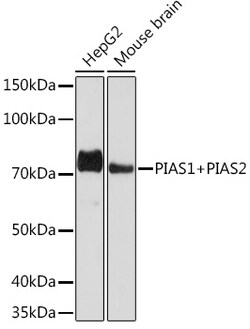 Invitrogen PIAS1/PIAS2 Recombinant Rabbit Monoclonal Antibody (8P1D2) 100
