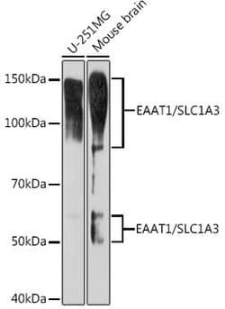 Invitrogen GLAST Recombinant Rabbit Monoclonal Antibody (7Y4U5) 100 &mu;L | Buy Online | Invitrogen&trade; | Fisher Scientific