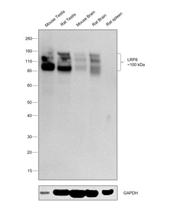 Invitrogen LRP8 Recombinant Rabbit Monoclonal Antibody (0V1R8) 100 &mu;L;