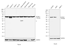 Invitrogen ACVRL1 Recombinant Rabbit Monoclonal Antibody (8L2V7) 100 &mu;L;