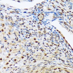 Invitrogen HES5 Recombinant Rabbit Monoclonal Antibody (4S4U7) 100 &mu;L;