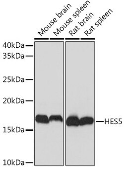 Invitrogen HES5 Recombinant Rabbit Monoclonal Antibody (4S4U7) 100 &mu;L;