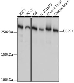 Invitrogen USP9X Recombinant Rabbit Monoclonal Antibody (7T0S2) 100 &mu;L;