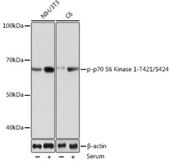 Invitrogen Phospho-p70 S6 Kinase (Thr421) Recombinant Rabbit Monoclonal