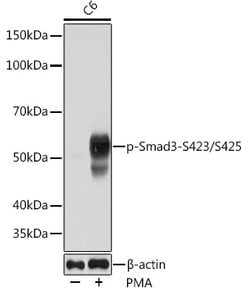 Invitrogen Phospho-SMAD3 (Ser423) Recombinant Rabbit Monoclonal Antibody