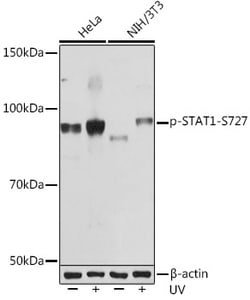Invitrogen Phospho-STAT1 (Ser727) Recombinant Rabbit Monoclonal Antibody