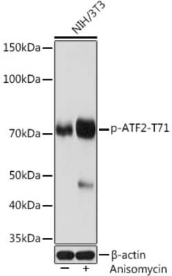 Invitrogen Phospho-ATF2 (Thr71) Recombinant Rabbit Monoclonal Antibody
