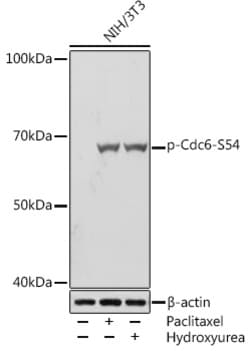 Invitrogen Phospho-Cdc6 (Ser54) Recombinant Rabbit Monoclonal Antibody
