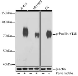 Invitrogen Phospho-Paxillin (Tyr118) Recombinant Rabbit Monoclonal Antibody