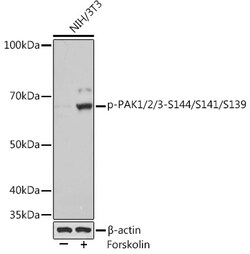 Invitrogen Phospho-PAK1/2/3 (Ser144) Recombinant Rabbit Monoclonal Antibody
