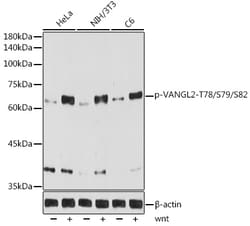 Invitrogen Phospho-VANGL2 (Thr78, Ser79, Ser82) Recombinant Rabbit Monoclonal