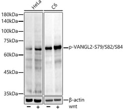 Invitrogen Phospho-VANGL2 (Ser79, Ser82, Ser84) Recombinant Rabbit Monoclonal
