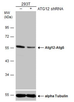 Invitrogen ATG12 Monoclonal Antibody (GT9411) 100 &mu;L | Buy Online | Invitrogen&trade; | Fisher Scientific