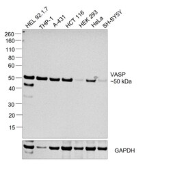 VASP Monoclonal Antibody (GT238):Antibodies, Monoclonal