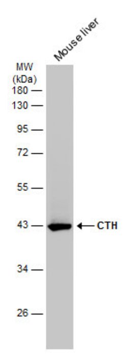 Invitrogen CTH Monoclonal Antibody (GT1657) 100 &mu;L; Unconjugated:Antibodies,