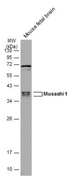 Invitrogen MSI1 Monoclonal Antibody (GT2377) 100 &mu;L; Unconjugated:Antibodies,
