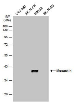 Invitrogen MSI1 Monoclonal Antibody (GT2377) 100 &mu;L; Unconjugated:Antibodies,