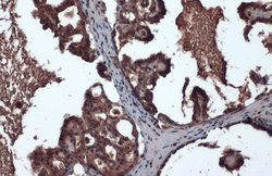 Invitrogen Crkl Monoclonal Antibody (GT466) 100 &mu;L; Unconjugated:Antibodies,