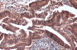 Invitrogen Crkl Monoclonal Antibody (GT466) 100 &mu;L; Unconjugated:Antibodies,