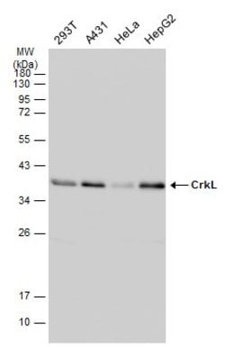 Invitrogen Crkl Monoclonal Antibody (GT466) 100 &mu;L; Unconjugated:Antibodies,