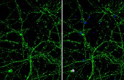 Invitrogen OTUB1 Monoclonal Antibody (GT611) 100 &mu;L; Unconjugated:Antibodies,