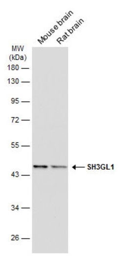 Invitrogen SH3GL1 Monoclonal Antibody (GT3065) 100 &mu;L; Unconjugated:Antibodies,