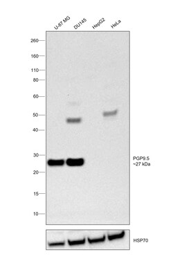 Invitrogen PGP9.5 Monoclonal Antibody (GT448) 100 &mu;L; Unconjugated:Antibodies,
