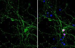 Invitrogen PGP9.5 Monoclonal Antibody (GT448) 100 &mu;L; Unconjugated:Antibodies,