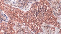 Invitrogen PGP9.5 Monoclonal Antibody (GT448) 100 &mu;L; Unconjugated:Antibodies,