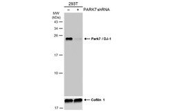 Invitrogen PARK7 Monoclonal Antibody (GT136) 100 &mu;L | Buy Online | Invitrogen&trade; | Fisher Scientific