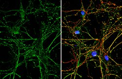 Invitrogen PARK7 Monoclonal Antibody (GT136) 100 &mu;L | Buy Online | Invitrogen&trade; | Fisher Scientific