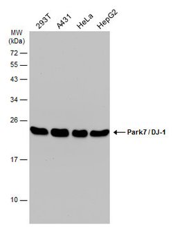 Invitrogen PARK7 Monoclonal Antibody (GT136) 100 &mu;L | Buy Online | Invitrogen&trade; | Fisher Scientific