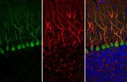 Invitrogen Calbindin Monoclonal Antibody (GT386) 100 &mu;L; Unconjugated:Antibodies,