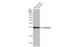 Invitrogen Calbindin Monoclonal Antibody (GT386) 100 &mu;L; Unconjugated:Antibodies,