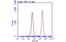 Invitrogen IKK beta Monoclonal Antibody (GT685) 100 &mu;L; Unconjugated:Antibodies,