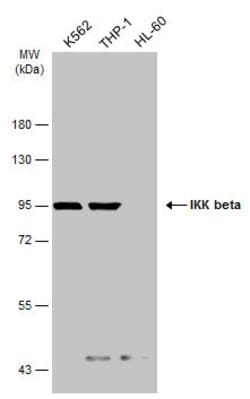 Invitrogen IKK beta Monoclonal Antibody (GT685) 100 &mu;L; Unconjugated:Antibodies,