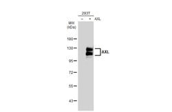 Invitrogen AXL Monoclonal Antibody (GT1174) 100 &mu;L; Unconjugated:Antibodies,