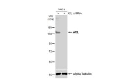 Invitrogen AXL Monoclonal Antibody (GT1174) 100 &mu;L; Unconjugated:Antibodies,