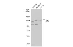 Invitrogen AXL Monoclonal Antibody (GT1174) 100 &mu;L; Unconjugated:Antibodies,