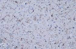 Invitrogen IBA1 Recombinant Mouse Monoclonal Antibody (HL22-MS) 100 &mu;L;